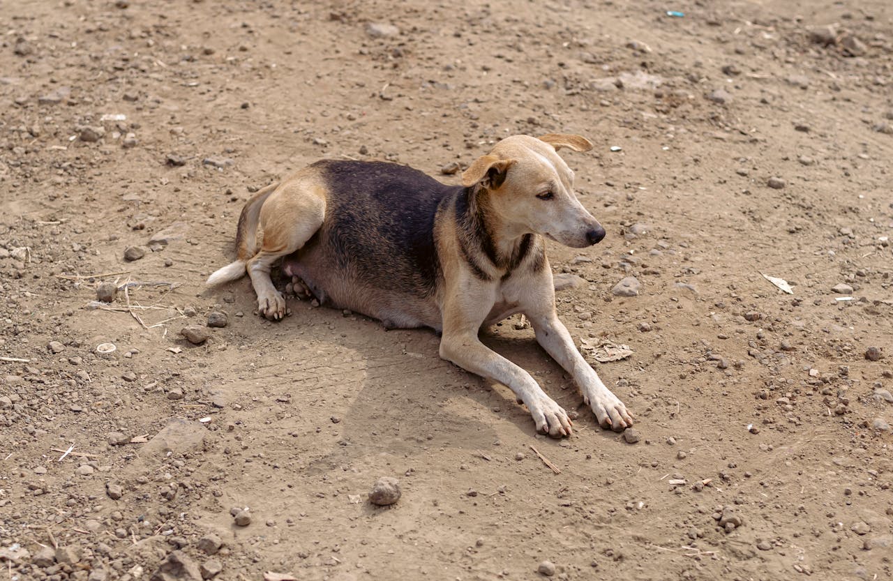 Rescued Indie dog resting at the sanctuary