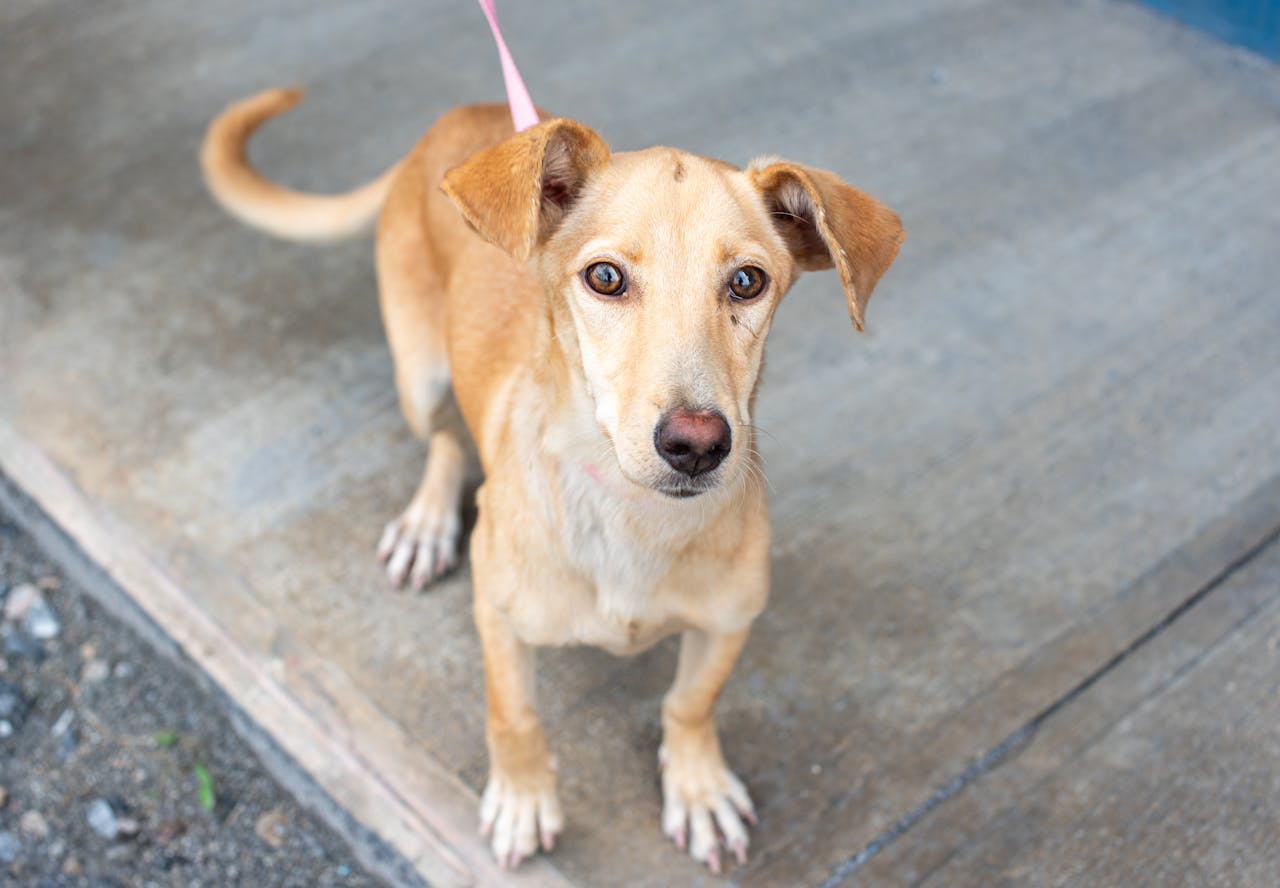 Young Indie dog ready for adoption