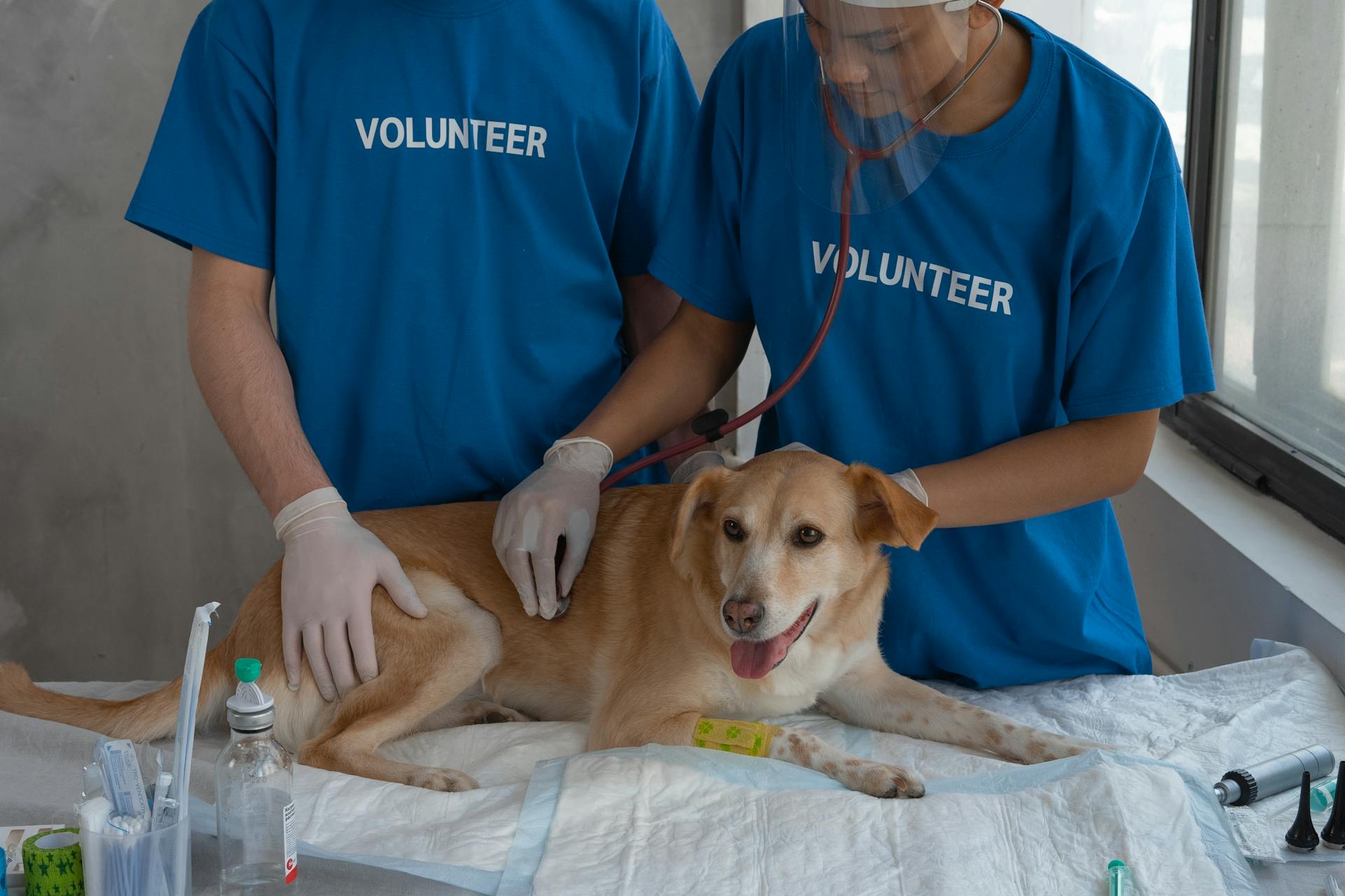 Shelter volunteers providing medical care to an Indie dog